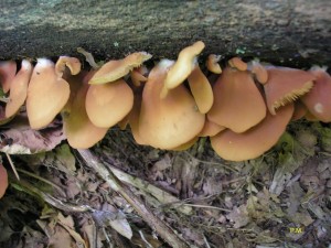 Crepidotus app..JPG