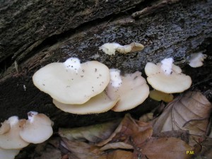 Crepidotus appl..JPG
