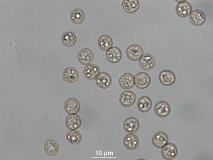 Cribrar--100xb-0.jpg