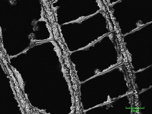 cribraria-canc10.jpg