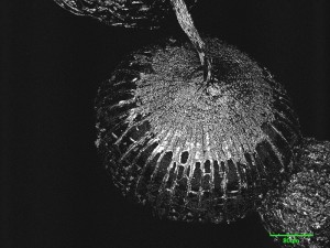 cribraria-canc3a.jpg
