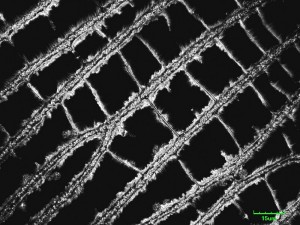 cribraria-canc7.jpg
