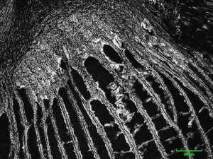 cribraria-canc9.jpg