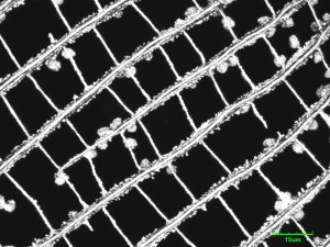 cribraria-cancell6.jpg