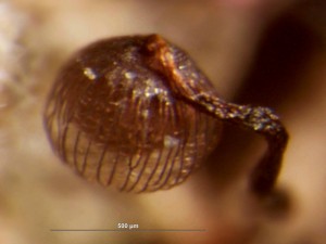 cribraria-cancellata12.jpg