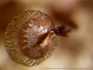 cribraria-cancellata13.jpg