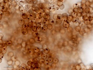 cribraria-cancellata18.jpg