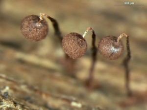 cribraria-cancellata1.jpg