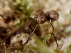 cribraria-cancellata1.jpg