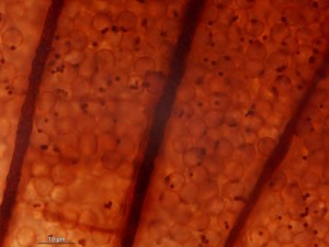 cribraria-cancellata22.jpg