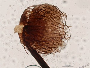 cribraria-cancellata23.jpg