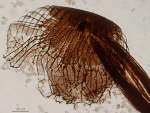 cribraria-cancellata24.jpg