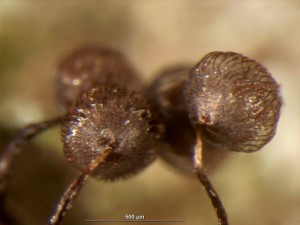 cribraria-cancellata2.jpg