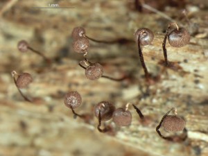 cribraria-cancellata2.jpg