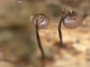 cribraria-cancellata3.jpg
