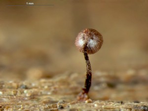 cribraria-cancellata4.jpg