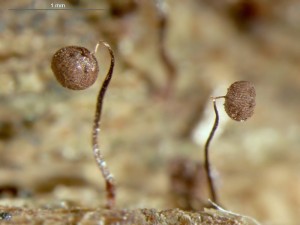 cribraria-cancellata5.jpg