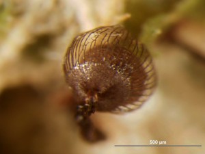 cribraria-cancellata7.jpg