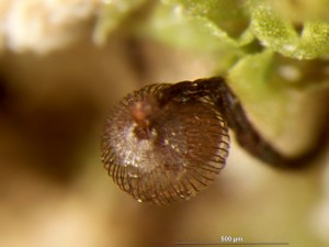 cribraria-cancellata9.jpg