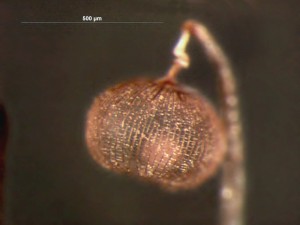 cribraria-cancellata9.jpg