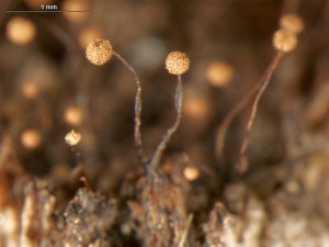 Cribraria-mic2.jpg