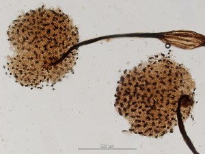 Cribraria-microc1.jpg