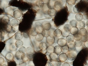 Cribraria-microc6.jpg