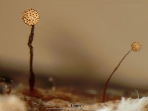 Cribraria-microcarpa.jpg