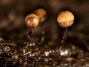 Cribraria aurantiaca-1.jpg