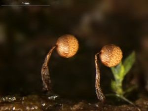 Cribraria aurantiaca-5.jpg