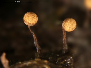 Cribraria aurantiaca-7.jpg