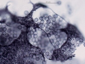 Cribraria violacea10.jpg