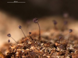 Cribraria violacea1b.jpg