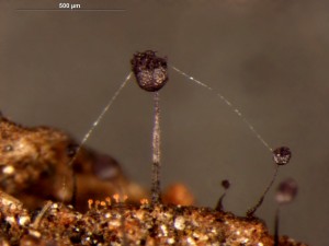 Cribraria violacea4a.jpg