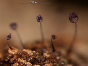 Cribraria violacea5.jpg