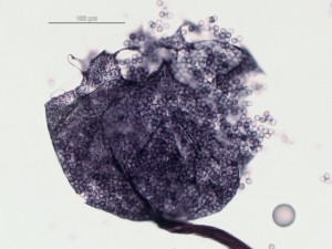 Cribraria violacea8.jpg