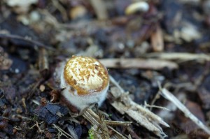 Crucibulum_laeve2.jpg