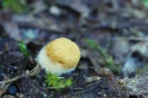 Crucibulum_laeve3.jpg