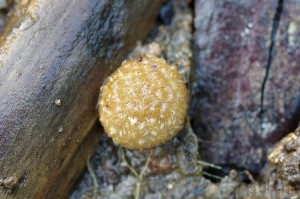 Crucibulum_laeve4.jpg