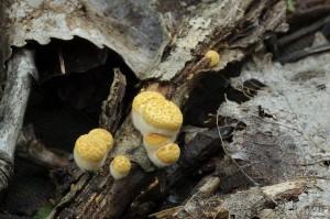 Crucibulum laeve.jpg