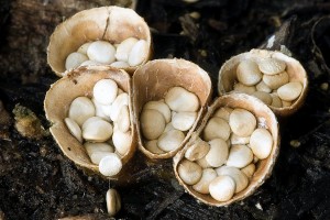 crucibulum_laeve_dm_10.jpg