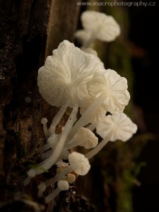 CRW_0092.jpg