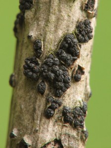 Cucurbitaria berberides1.jpg