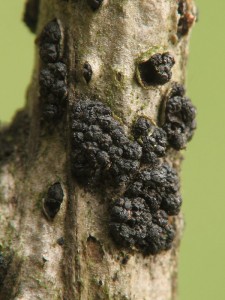 Cucurbitaria berberides2.jpg
