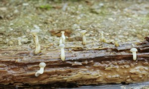 Cudoniella clavus (2).jpg