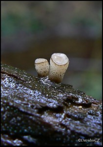 Cudoniella tenuispora.jpg