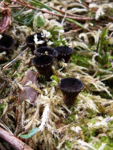 Cyathus striatus2.jpg