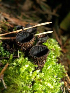 Cyathus striatus3.jpg
