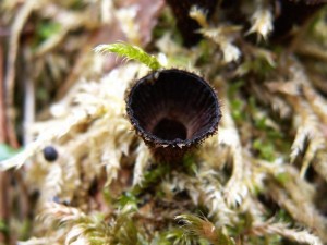 Cyathus striatus4.jpg