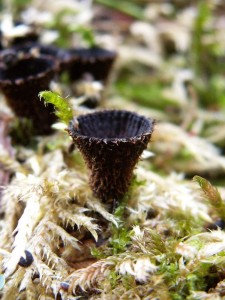 Cyathus striatus.jpg